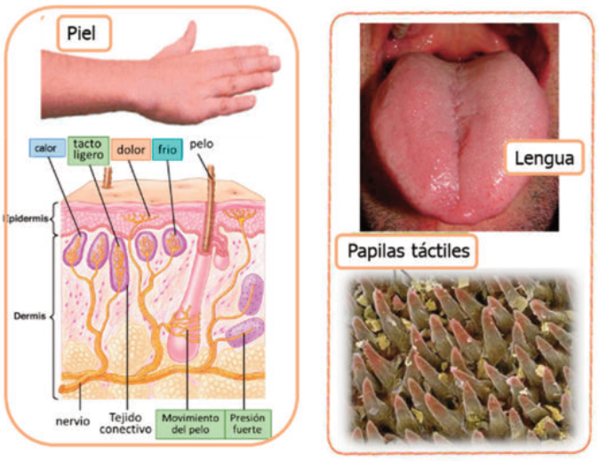 Importancia del tacto en gastronomia. Sensaciones táctiles o somáticas