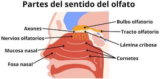 La ciencia detrás de los olores y aromas