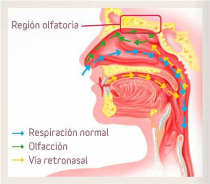 Sabor o flavor. Una sensacion global