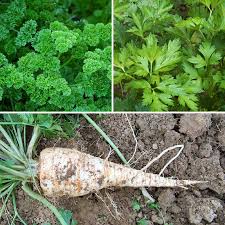 El perejil, propiedades de esta hierba aromática