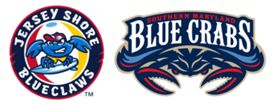 Cangrejo azul nadador. Especie invasora o comerciaL