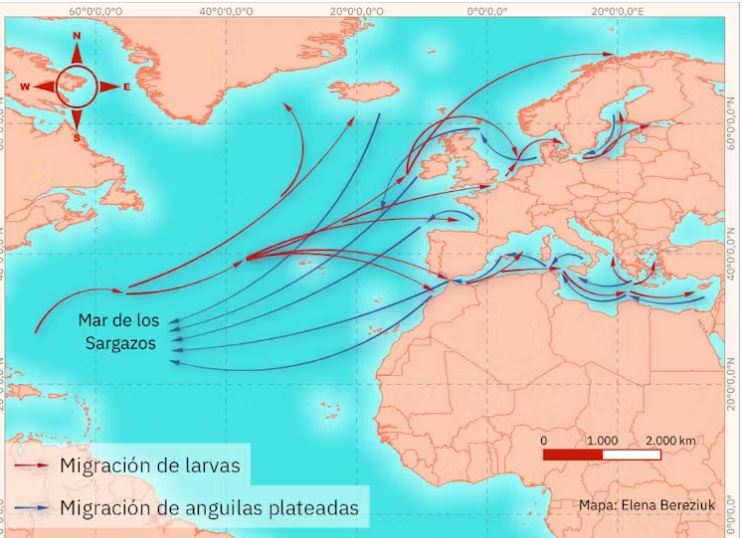 Las angulas, el caviar del mar con forma de fideos