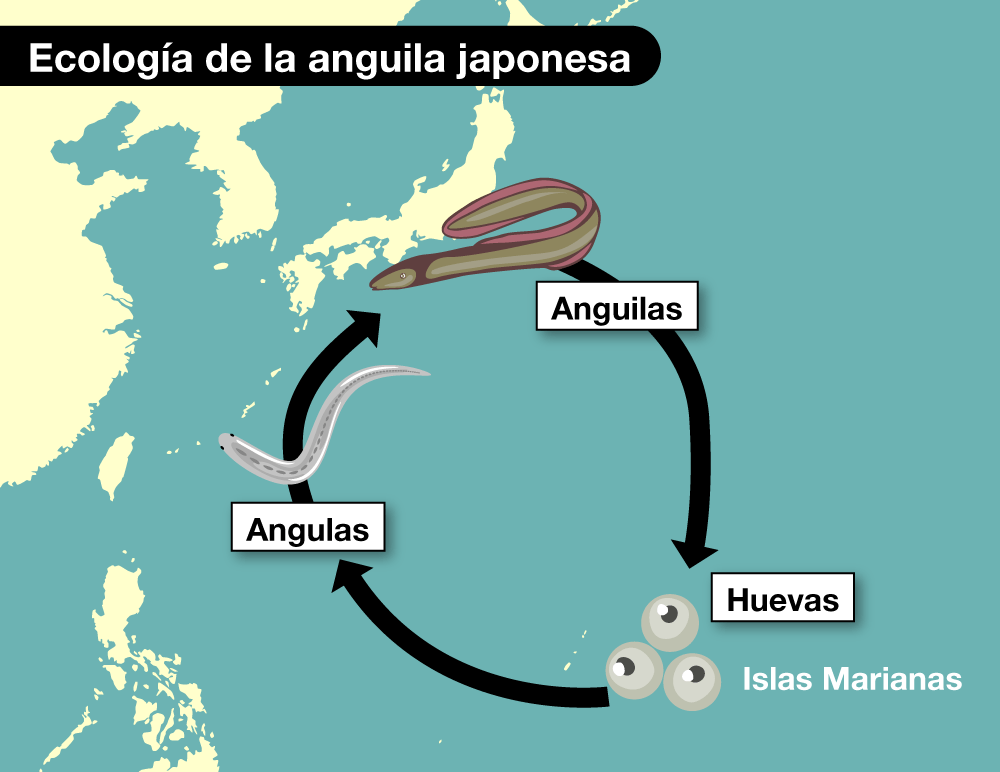 Las angulas, el caviar del mar con forma de fideos