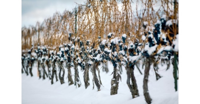 Vino de hielo  Icewine