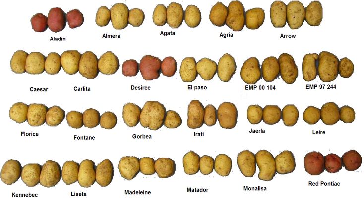 Variedades de patatas. Usos, curiosidades y nombres