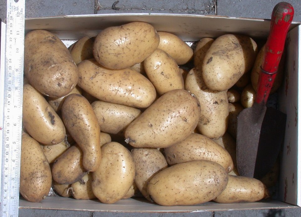 Variedades de patatas. Usos, curiosidades y nombres