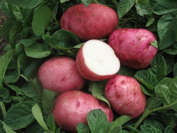 Variedades de patatas. Usos, curiosidades y nombres