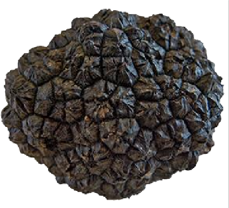 La trufa. El diamante negro de la cocina