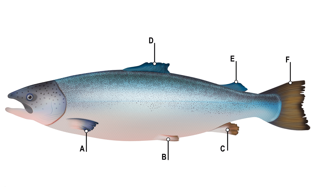 El salmón. El rey del río