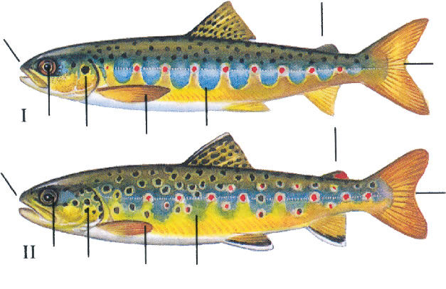 El salmón. El rey del río