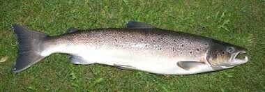El salmón. El rey del río