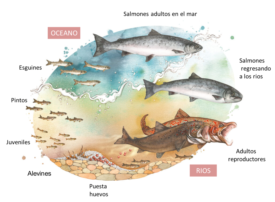 El salmón. El rey del río