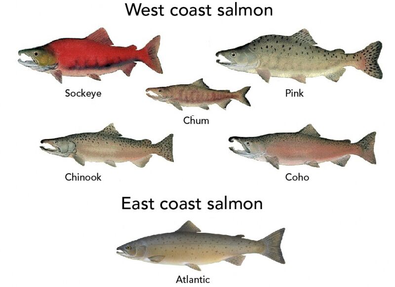 El salmón. El rey del río