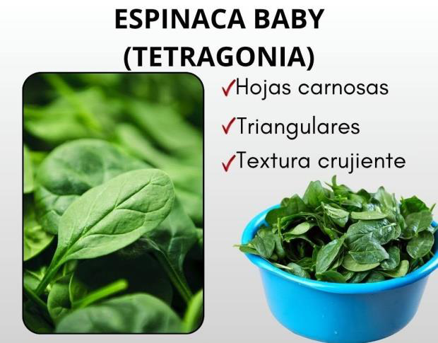 Las espinacas