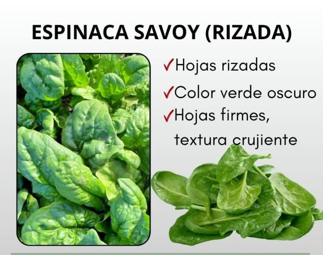 Las espinacas