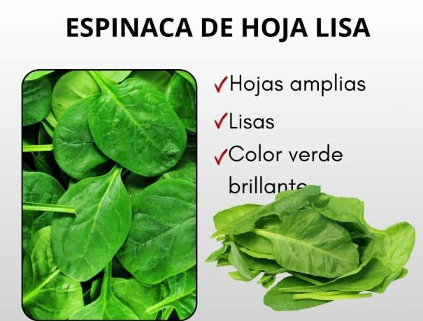 Las espinacas