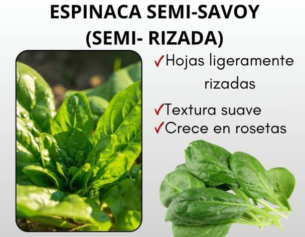 Las espinacas