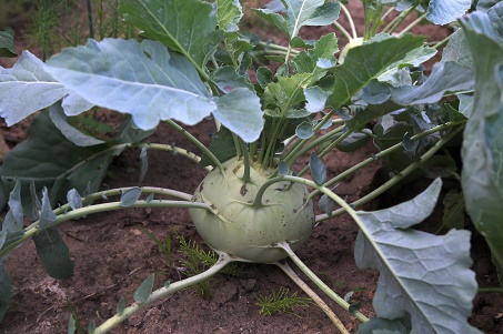 El colinabo, la col que se parece a un Sputnik