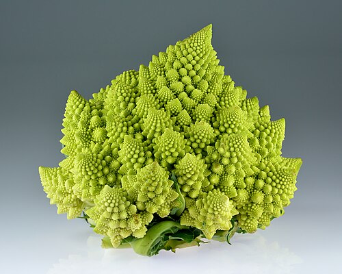 El romanesco. una col con una bella forma geométrica que sigue un patrón matemático