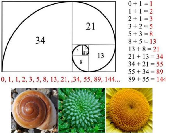 El romanesco. una col con una bella forma geométrica que sigue un patrón matemático