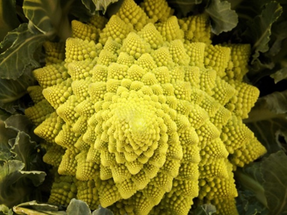 El romanesco. una col con una bella forma geométrica que sigue un patrón matemático