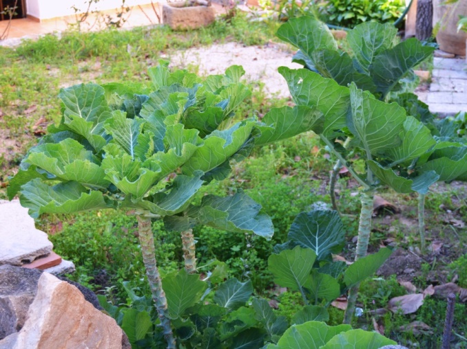 Las coles sin cabeza, acephalas. Berzas y kale