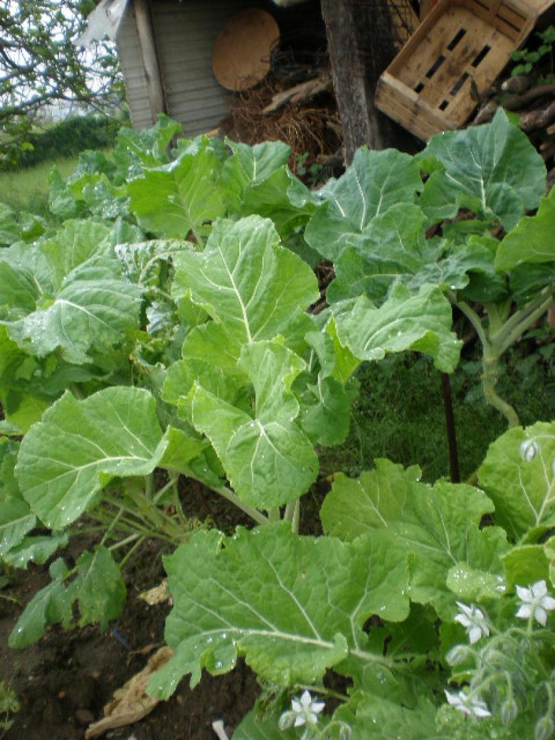 Las coles sin cabeza, acephalas. Berzas y kale