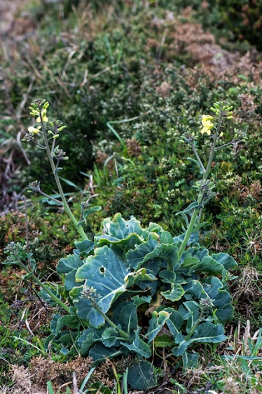 Las coles sin cabeza, acephalas. Berzas y kale