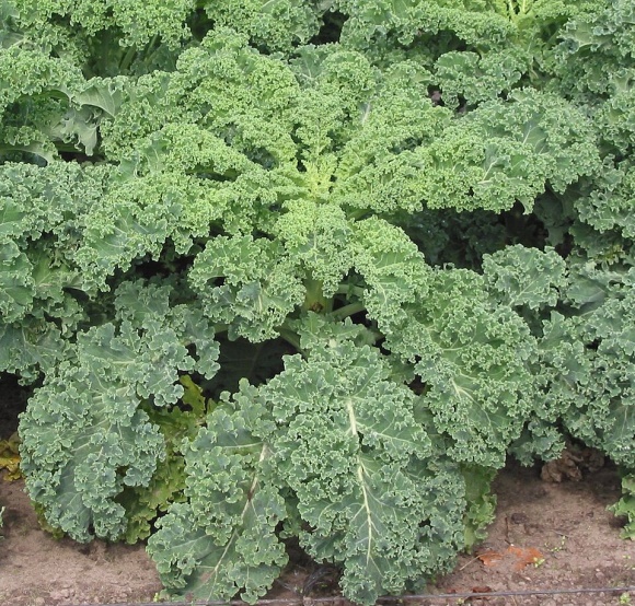 Las coles sin cabeza, acephalas. Berzas y kale