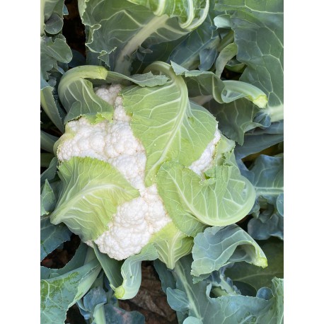 Las coles de pella coliflor y brócoli