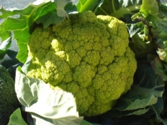 Las coles de pella coliflor y brócoli