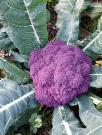 Las coles de pella coliflor y brócoli