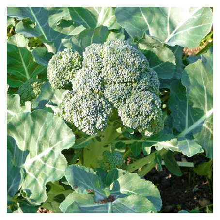 Las coles de pella coliflor y brócoli