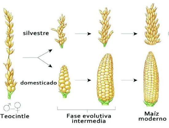 El maíz, una historia facinante de este cereal americano