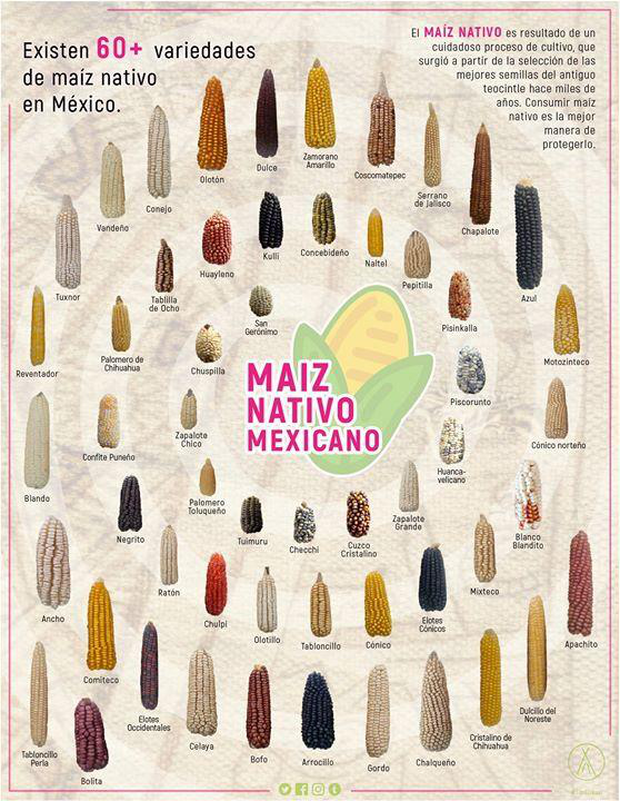 El maíz, razas, tipos y variedades