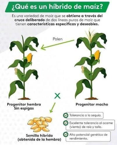 El maíz, razas, tipos y variedades