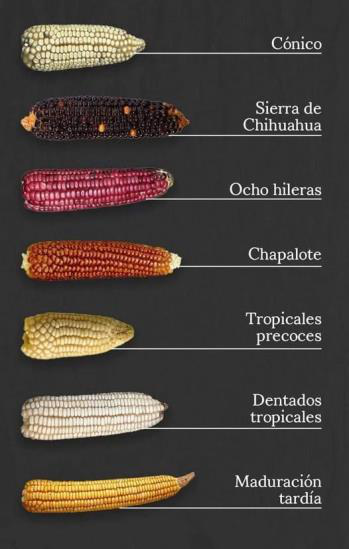 El maíz, razas, tipos y variedades