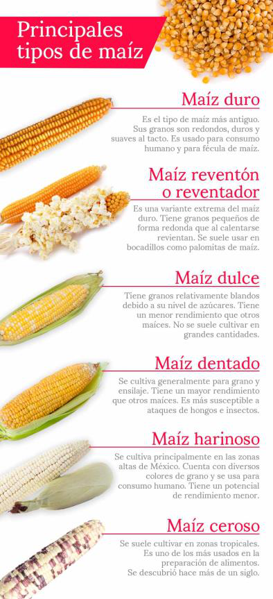 El maíz, razas, tipos y variedades