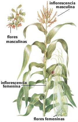 La paleta de colores de las mazorcas de maíz