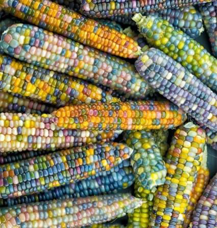 La paleta de colores de las mazorcas de maíz
