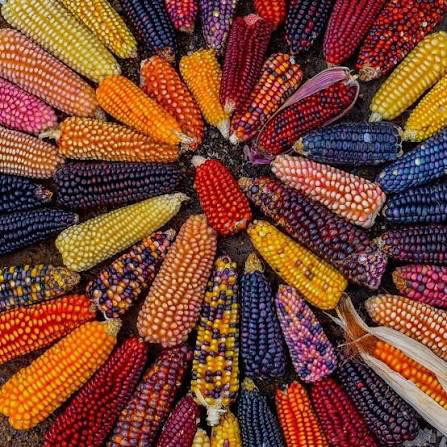 La paleta de colores de las mazorcas de maíz