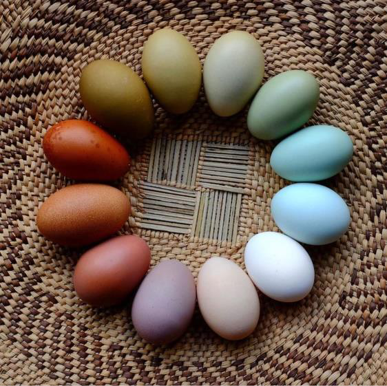 El color de la cáscara de los huevos algo más que un adorno