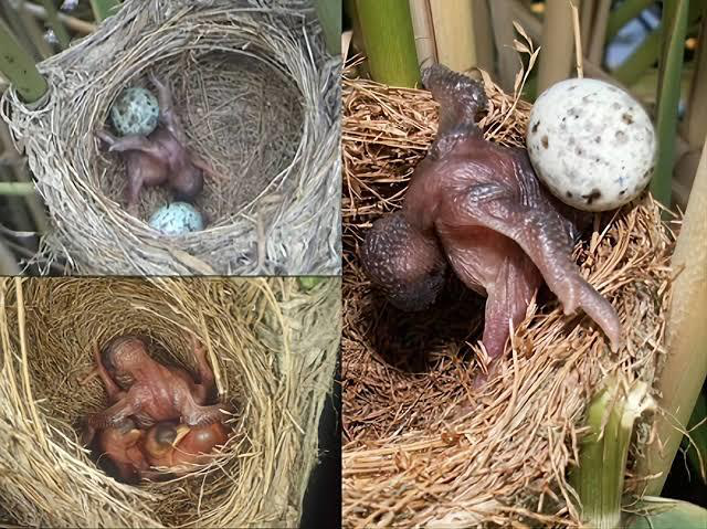 El color de la cáscara de los huevos algo más que un adorno