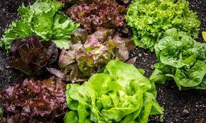 La lechuga la frescura de las ensaladas