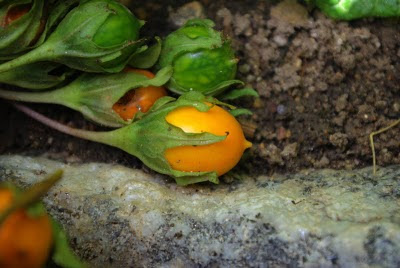La berenjena, los mitos sobre este huevo vegano  a lo largo de la historia.