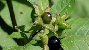 La berenjena, los mitos sobre este huevo vegano  a lo largo de la historia.