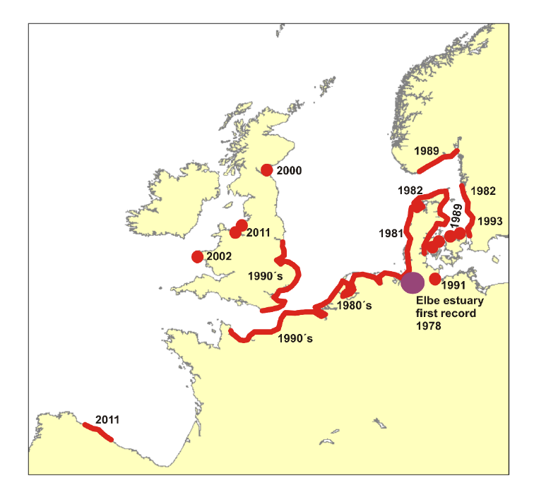 Las navajas americanas. Nos estan invadiendo