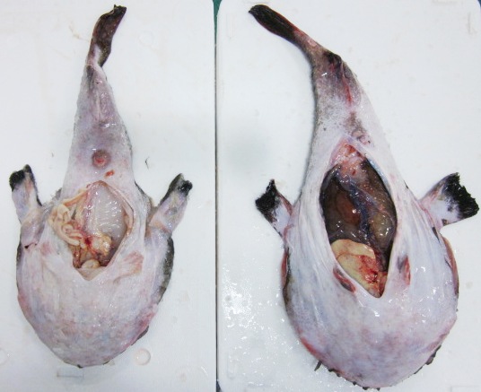 Explorando curiosidades del rape