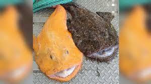 Explorando curiosidades del rape