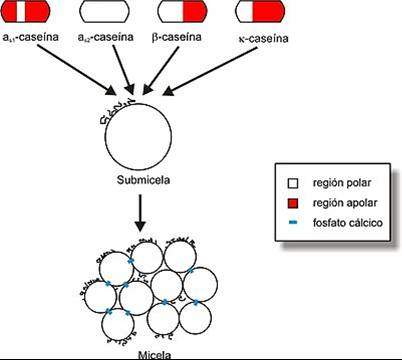 El cuajo animal. Artesanal y comercial